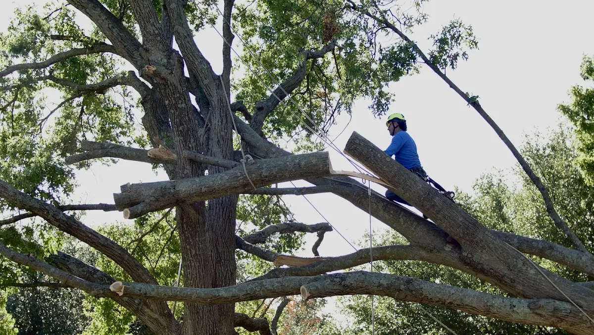 Professional Hazardous Tree Removal performed by certified arborists in Halifax